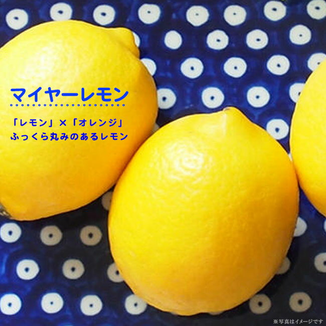 【マイヤーレモン】 レモンの木 1年生接木苗