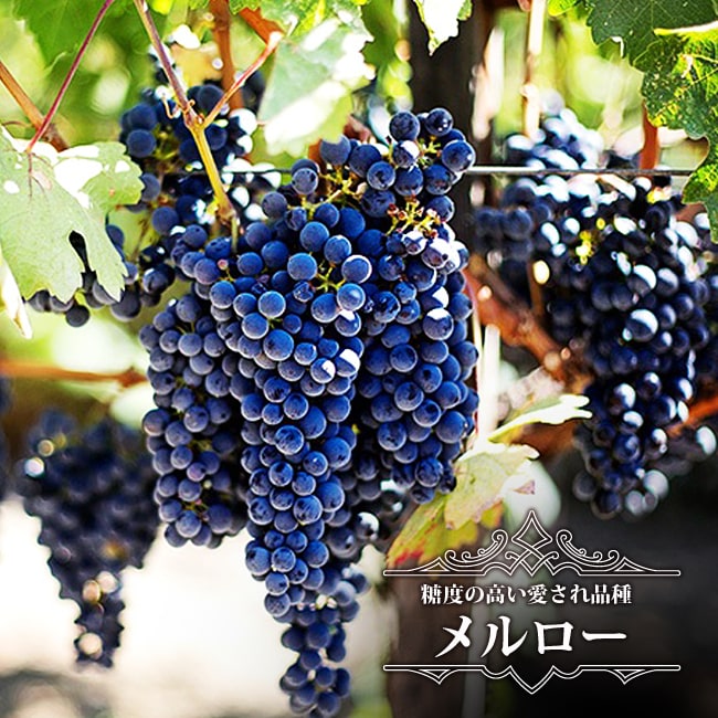【メルロー】 赤ワイン用ぶどう 1年生接木苗 ウィルスフリー