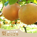 梨 苗木 【にっこり】 1年生接木苗 単品 or 受粉樹セット