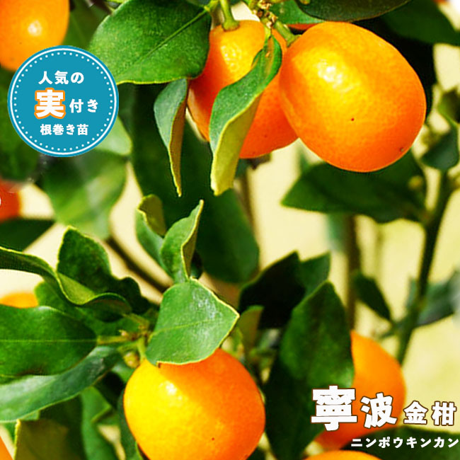 【にんぽうきんかん】 2年生接木 根巻き苗のサムネイル