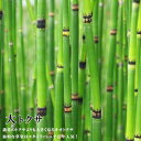 大トクサ (オオトクサ) ポット苗
