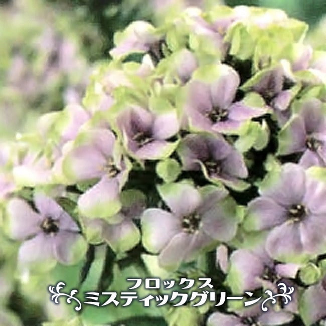 宿根フロックス 【ミスティックグリーン】 3号ポット苗のサムネイル