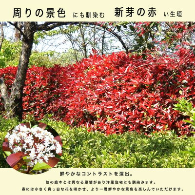 目隠しになるおしゃれな庭木15選 植木や生垣にピッタリの常緑樹をご紹介 暮らし の 目隠しになるおしゃれな庭木15選 植木や生垣にピッタリの常緑樹をご紹介 暮らし の
