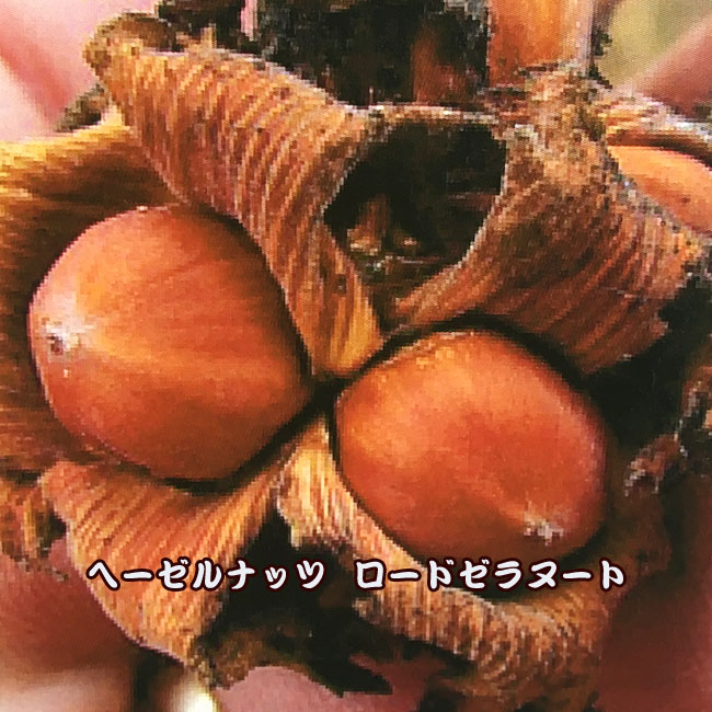 楽天市場】ヘーゼルナッツ 木(苗物|ガーデニング・農業):花 楽天市場】ヘーゼルナッツ 木(苗物|ガーデニング・農業):花