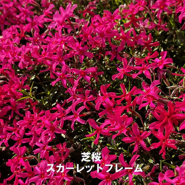 芝桜 【スカーレットフレーム】 3号ポット苗のサムネイル
