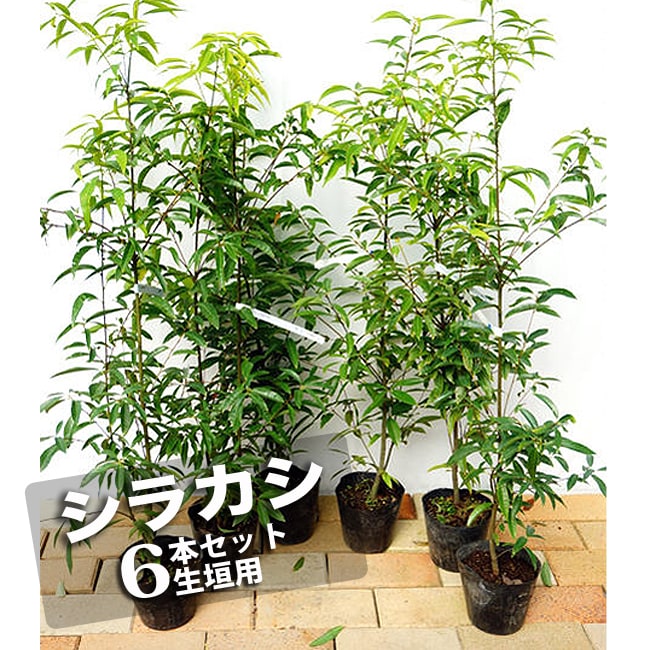 楽天市場 生垣用セット シラカシ 生垣用 6本セット 生垣 目隠し 庭木 常緑樹 苗木部 By 花ひろばオンライン みんなのレビュー 口コミ 楽天市場 生垣用セット シラカシ 生垣用 6本セット 生垣 目隠し 庭木 常緑樹 苗木部 By 花ひろばオンライン みんなのレビュー 口コミ