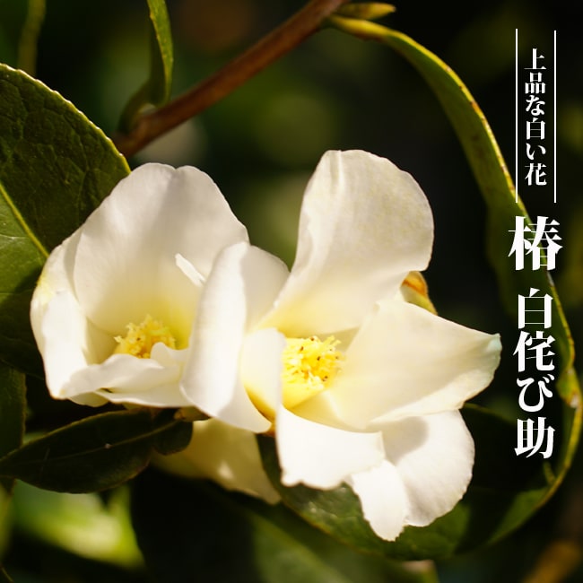 椿 苗 【白侘び助 （シロワビスケ）】 接木 白鉢苗 開花 12～3月