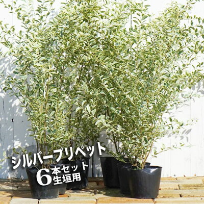 目隠しになるおしゃれな庭木15選 植木や生垣にピッタリの常緑樹をご紹介 暮らし の