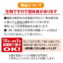 【甘夏】 1年生接木苗 なつみかん