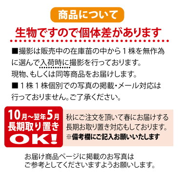 【クルメツツジ (久留米つつじ) 苗木】 暮れの雪（クレノユキ） 4号ポット