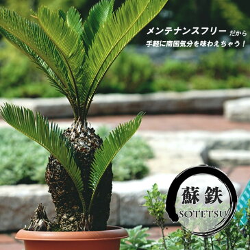 蘇鉄 ( ソテツ ) 60cm 鉢植え Good Style 観葉植物 庭木 常緑樹 【本数限定販売】