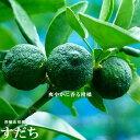 【すだち】 3年生接木大苗 【産地で剪定済 1.0m苗】