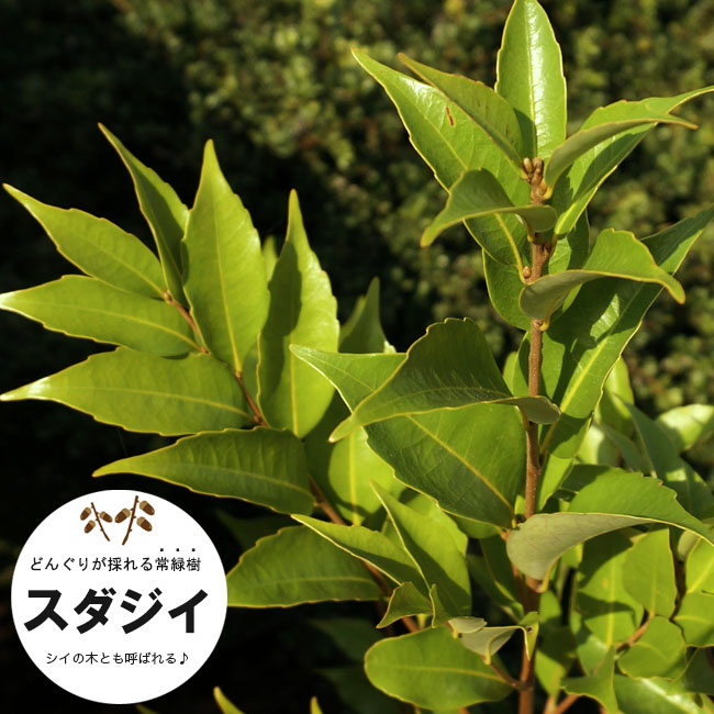 どんぐりの木 スダジイ 生垣用 苗 庭木 常緑樹 生垣 目隠し 庭木 常緑樹