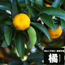 橘 (タチバナ) 2年生 接木 苗 【予約販売】11~12月頃入荷予定