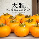 柿の苗木 【太雅】 完全甘柿 1年生接木苗 登録品種・品種登録 【予約販売】11~12月頃入荷予定