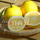 タネなし日向夏 ( ひゅうがなつ / ニューサマーオレンジ ...