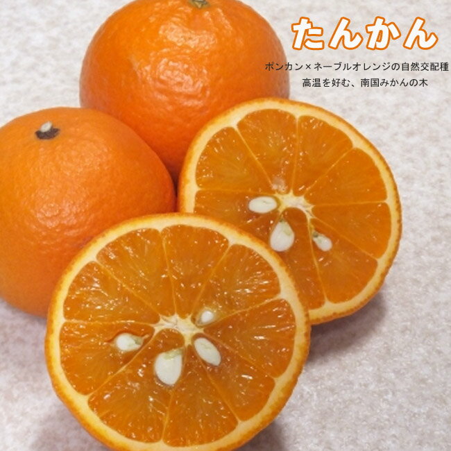 【たんかん】 みかん 1年生接木苗のサムネイル