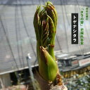 タラの芽 苗 【トゲナシタラ】 タラの木 【予約販売】11~12月頃入荷予定