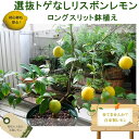 レモン 苗 レモンの木 選抜トゲなし リスボンレモン2年生 ...