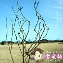 雲竜梅 (ウンリュウバイ) 根巻き大苗【西濃運輸お届け】【北...