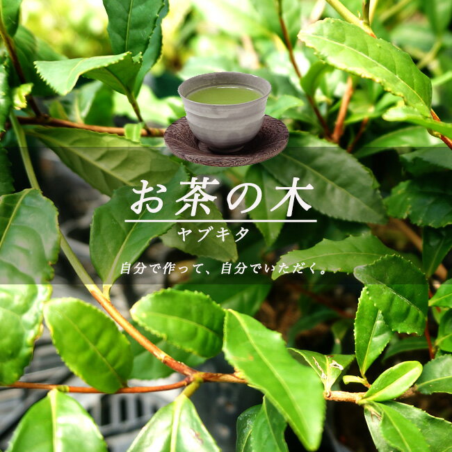 お茶の木 【ヤブキタ茶】 5号ポット