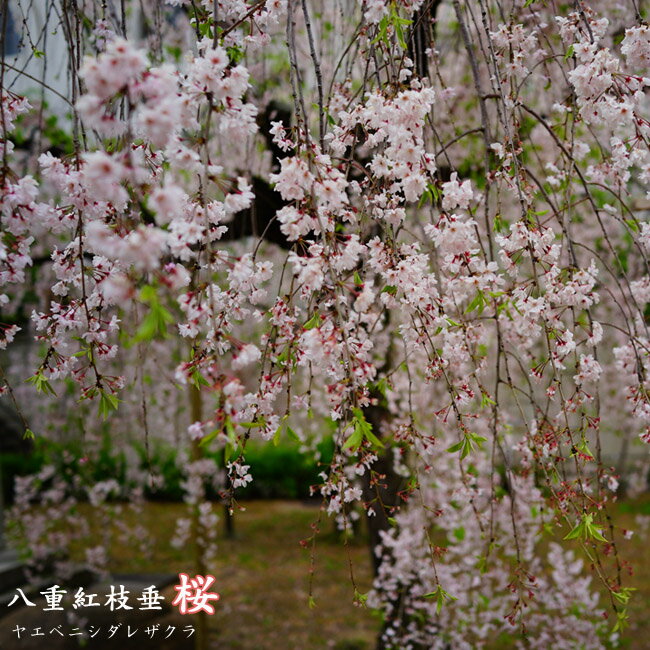 しだれ桜 【八重紅枝垂れ桜】 1年生接木苗