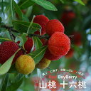 ヤマモモ 【十六桃 (メス)】 1年生接木苗 単品 or 受粉樹セット 【予約販売】11~12月頃入荷予定