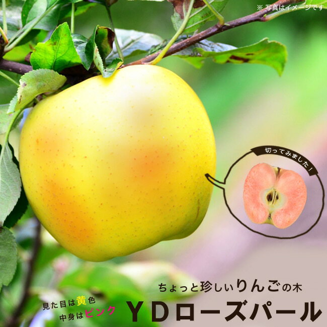 りんご苗木 【ローズパール】 2年生接木苗 スリット鉢植え ■限定販売■