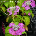 紫陽花 ガーデンアジサイ 【火渡り】 5号ポット苗