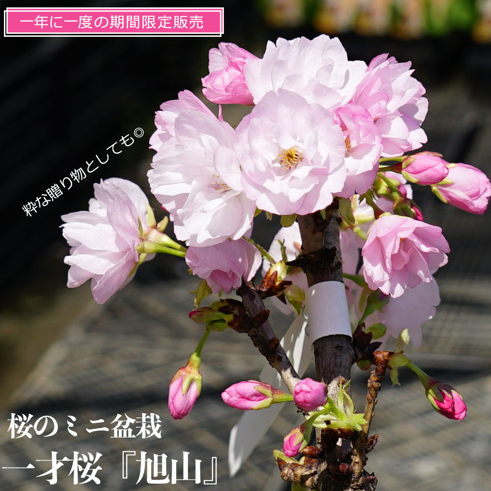 さくら盆栽 【一才桜 旭山】 白鉢苗 【数量限定販売】