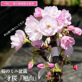 花芽つき さくら盆栽 【一才桜 旭山】 白鉢苗 【数量限定販売】