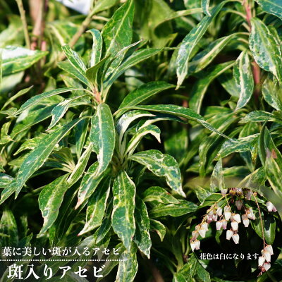 アセビの木 3月が開花時期の庭木 枝 育て方 剪定のコツも解説します アセビの木 3月が開花時期の庭木 枝 育て方 剪定のコツも解説します