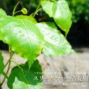 【インドボダイジュ】 スリー マハー菩提樹 フレグラーポット苗 鉢植え 受け皿付き 観葉植物 結婚祝い