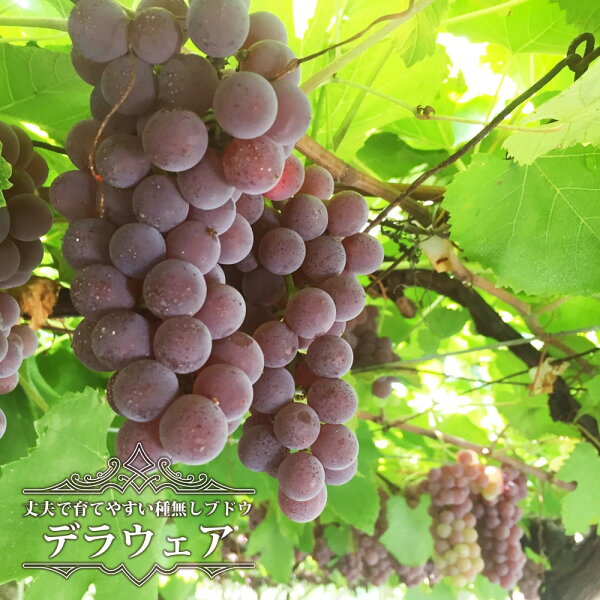 デラウェアの花 みんな探してる人気モノ デラウェアの花 食品 デラウェアの花 みんな探してる人気モノ デラウェアの花 食品