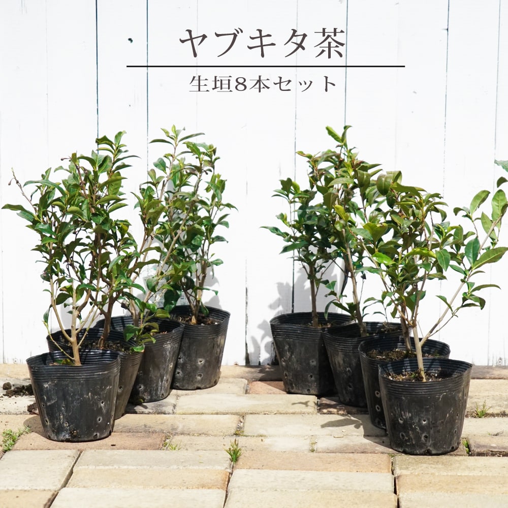お茶の木 【ヤブキタ茶】 5号ポット苗 8本セットのサムネイル
