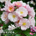 四季咲き半つるバラ 【マドモアゼル (デルバール)】 2年生大苗 【予約販売】12月~翌年1月頃入荷予定