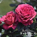 四季咲き強香バラ苗 【ヴィウーローズ】 2年生大苗 【予約販売】12月~翌年1月頃入荷予定