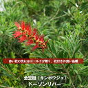 金宝樹（キンポウジュ）“ドーソンリバー”5号ポット苗 シンボルツリー 庭木 常緑樹