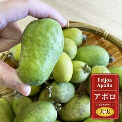 https://thumbnail.image.rakuten.co.jp/@0_mall/hana-online/cabinet/sonota5/feijoa002_01.jpg