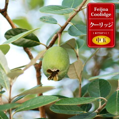 https://thumbnail.image.rakuten.co.jp/@0_mall/hana-online/cabinet/sonota5/feijoa007_01.jpg