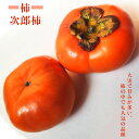 楽天スーパーセール対象商品 柿の苗木 【次郎柿】 完全甘柿 1年生接木苗