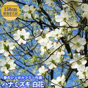 【白花ハナミズキ】 根巻き大苗 大型宅配便・大梱包