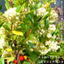 白花ヒメイチゴノキ （ストロベリーツリー） ポット苗 低木 