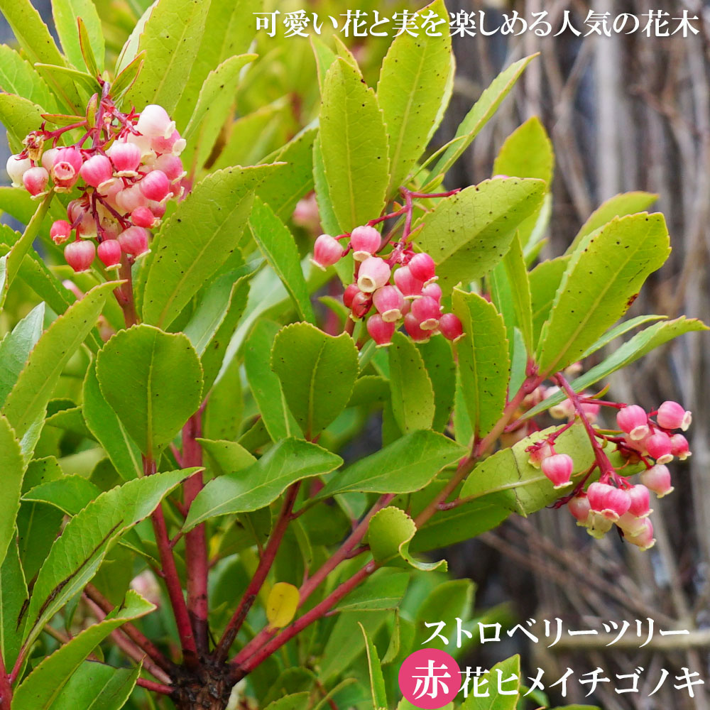 ヒメイチゴノキ（ストロベリーツリー） 【赤花】 根巻き特大苗