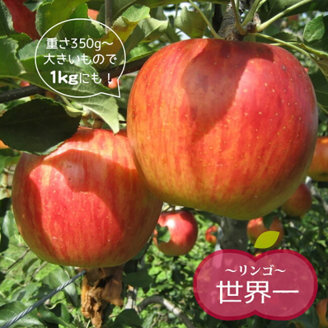 りんご苗木 【世界一 （せかいいち）】 2年生接木苗 スリット鉢植え ■限定販売■