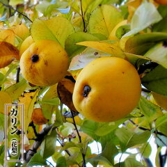 https://thumbnail.image.rakuten.co.jp/@0_mall/hana-online/cabinet/sonota5/karin001_01.jpg