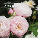 四季咲きバラ苗 【プリュム】 2年生大苗 登録商品・品種登録