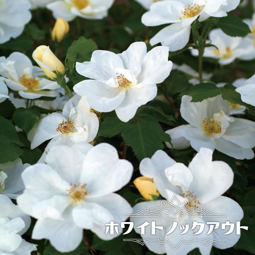 四季咲きバラ苗 【ホワイトノックアウト】 2年生大苗 6号ポット