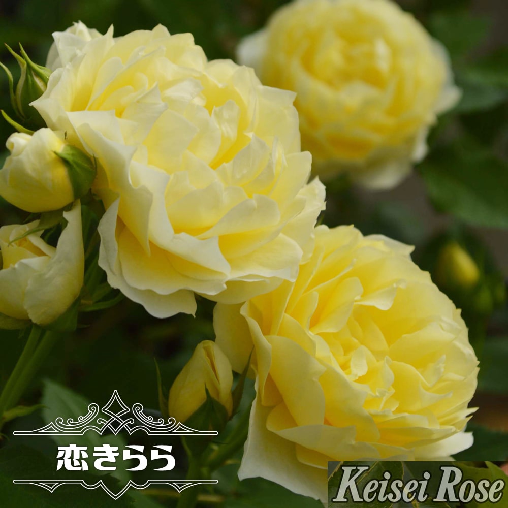 楽天市場】切り花向き バラ苗(ガーデニング・農業|花 楽天市場】切り花向き バラ苗(ガーデニング・農業|花