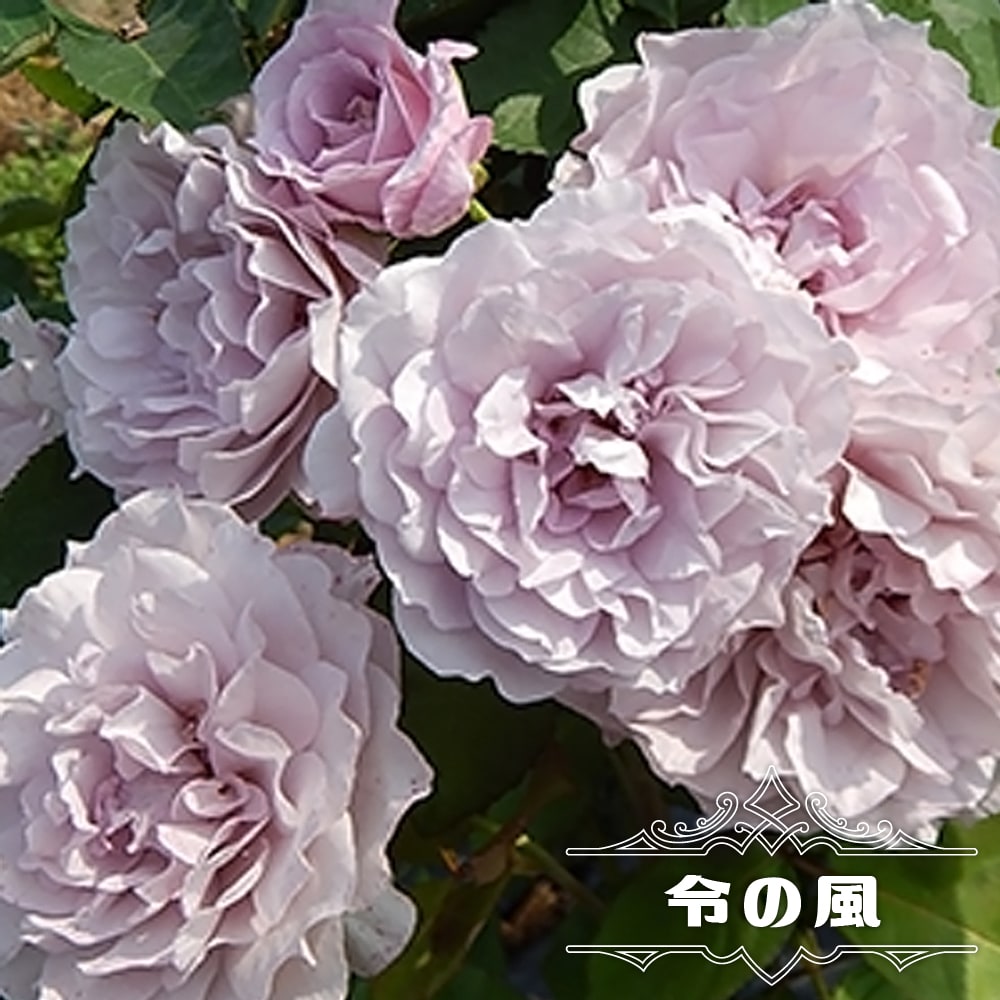 四季咲きバラ苗 【令の風】 2年生大苗 6号ポットのサムネイル